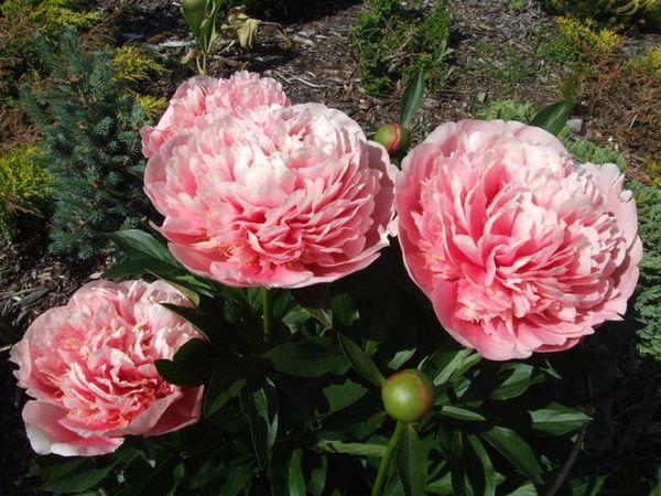 bourgeons de pivoine