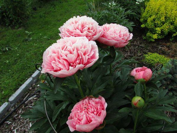 pivoines en croissance