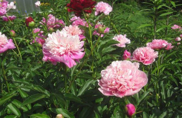 peonies in the garden