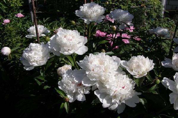 white peonies