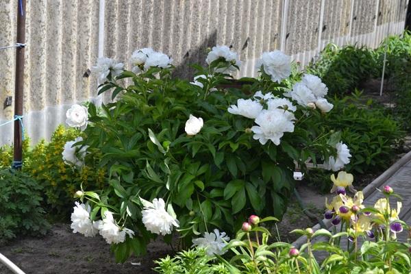 shrub in the flowerbed