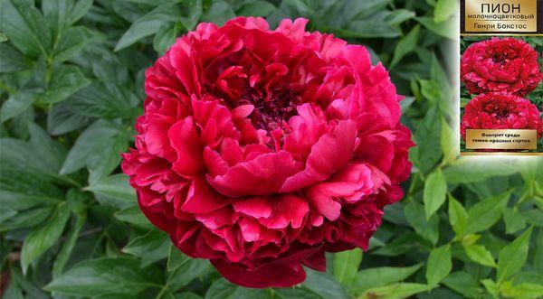 peony care