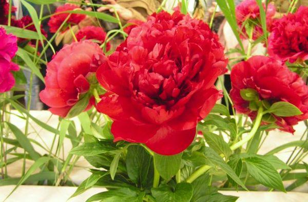 pivoines rouges