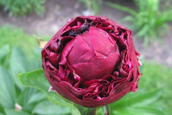 peony bud