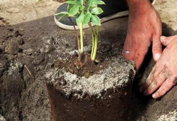 Planting peonies