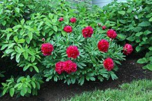 Characteristics and description of the Kansas peony variety, planting and care rules