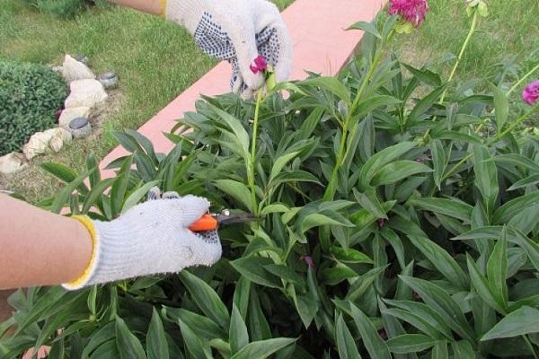 flower pruning