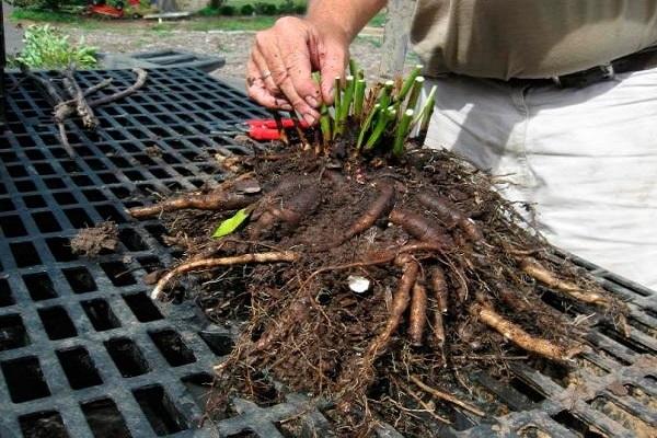 propagation by cuttings