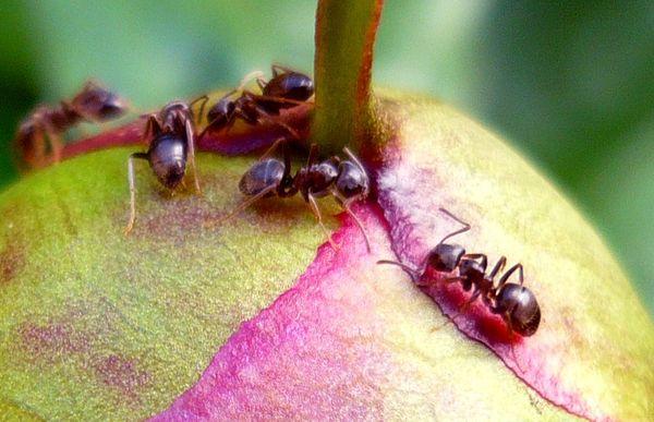 fourmis sur une pivoine