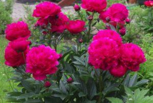 Description of 18 popular varieties of milk-flowered peony, planting and care