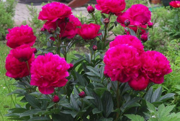 peony milk-flowering Kansas