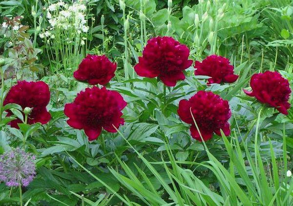 peonía roja con flores de leche