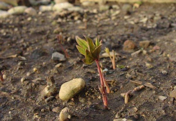 soil for flowers