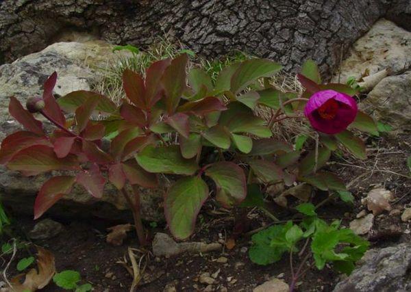 Types de pivoines