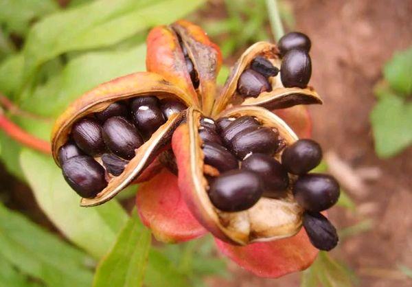 peony seeds