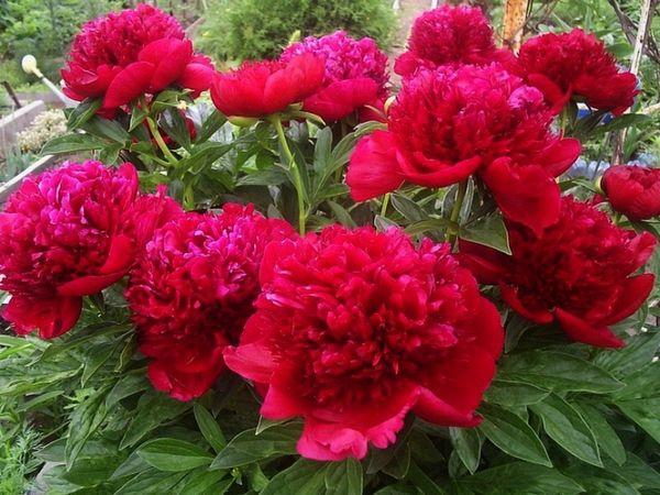 pivoines rouges