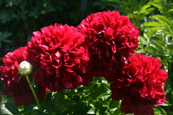 pivoine rouge grâce