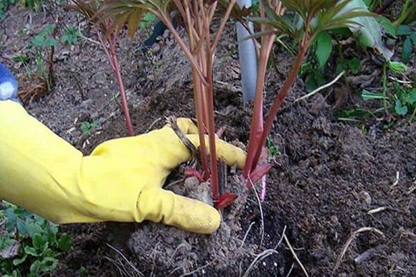  plant in soil