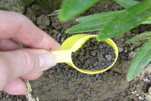 top dressing