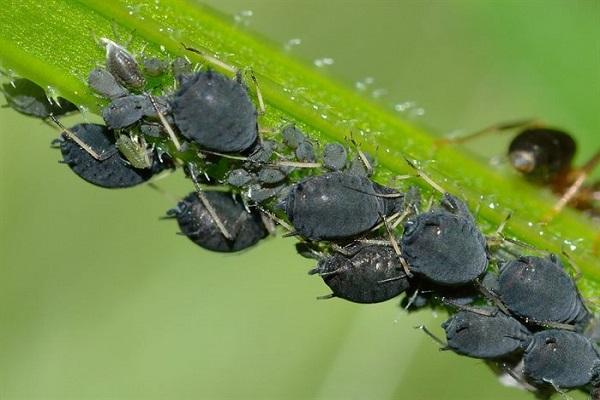 maraming aphids