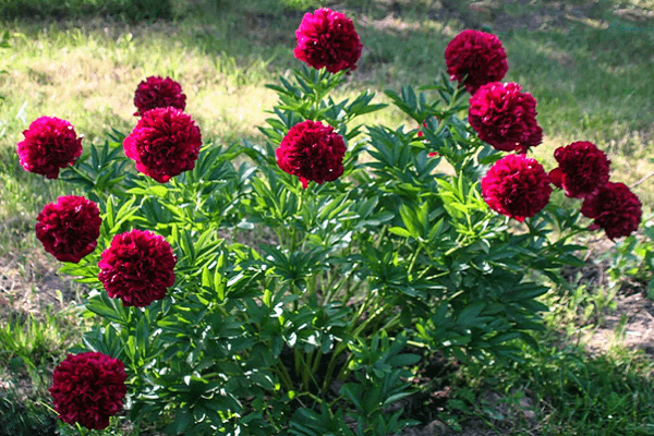 peonías florecen