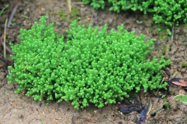 garden sedum