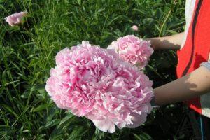 Description and characteristics of peony varieties Sarah Bernhardt, cultivation technology