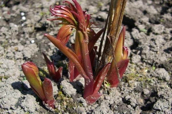 brotes de vegetación