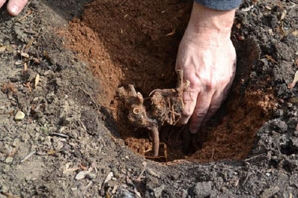 planting in the ground