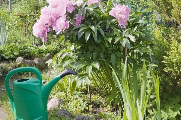 watering can