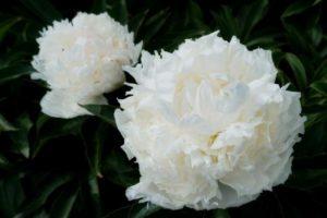 Description and characteristics of the Solange peony variety, the subtleties of growing and reproduction