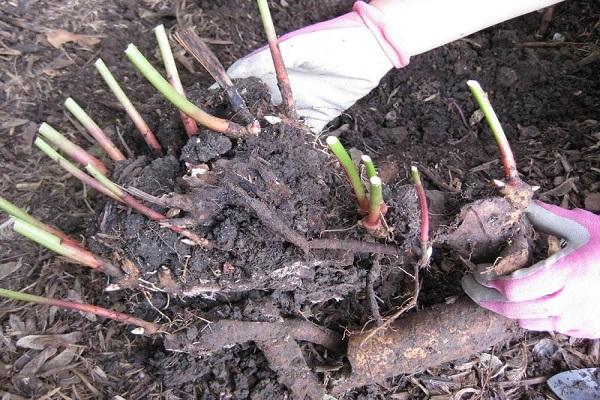 seedlings in the pit