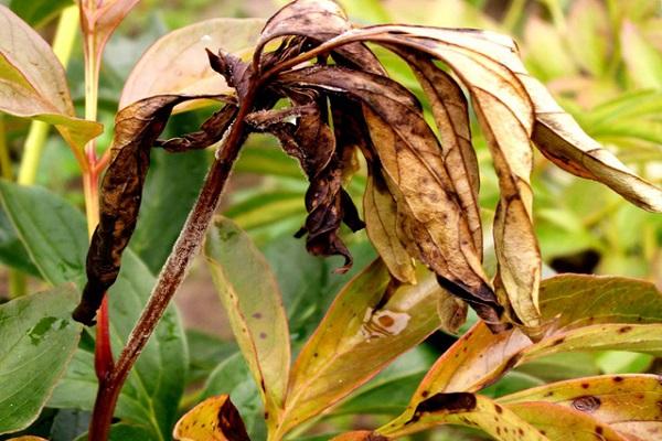 diseases on the stems