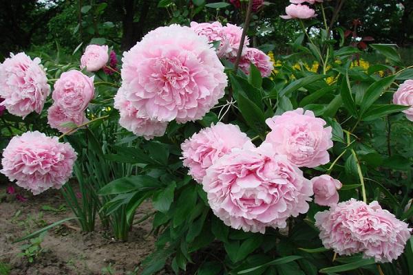 parterre de fleurs