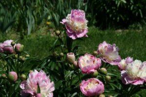 Caractéristiques et description des pivoines sorbet, plantation et entretien