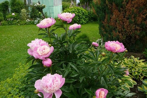 sorbet aux pivoines