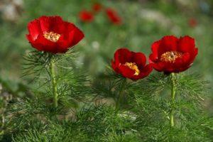 Description of thin-leaved peony, planting and care in the open field