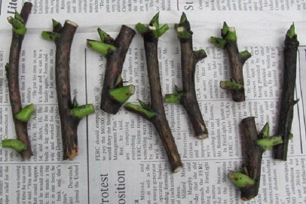 peony cuttings