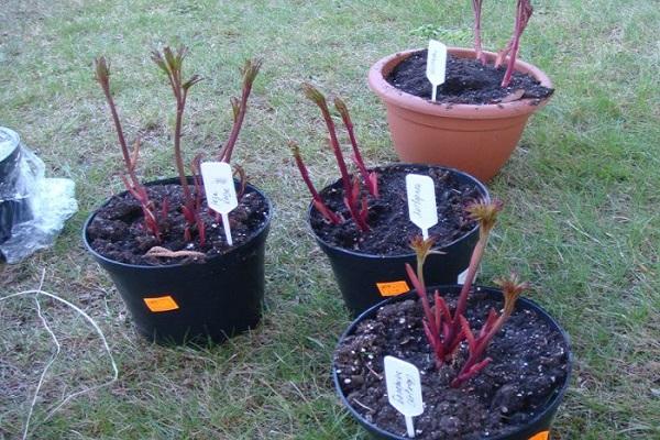 planter avant l'hiver