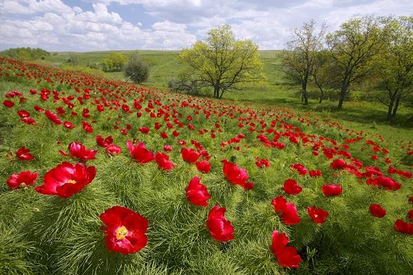 champ de fleurs