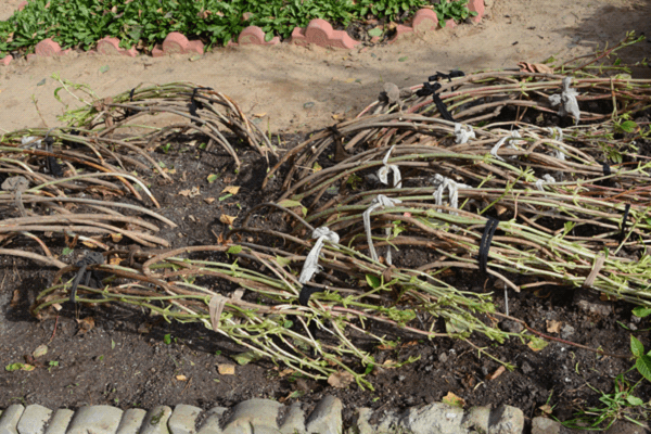 pruning peonies