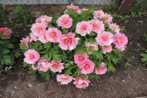 Differences and characteristics of the tree peony and herbaceous peony