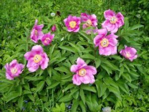 Medicinal properties and contraindications of the evading peony, composition and application