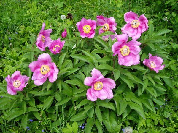 pivoines sur le terrain