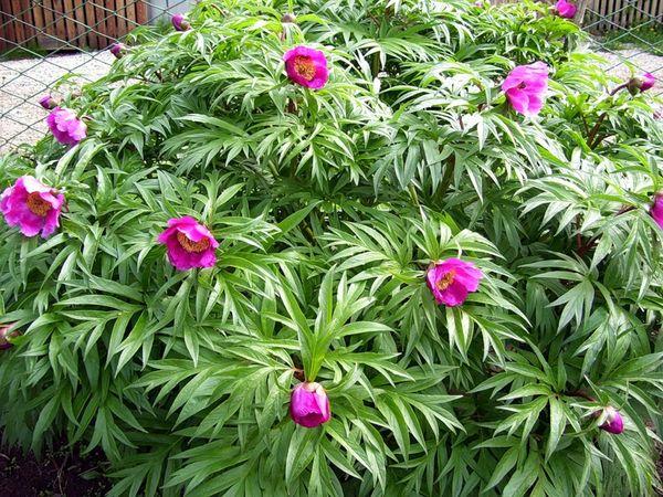 peony bloom