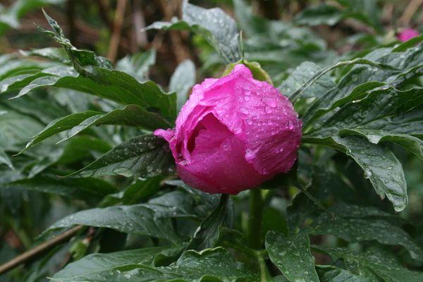 pink peonies