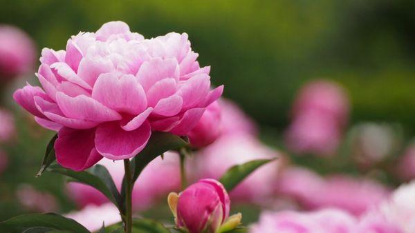 fleurs de pivoine