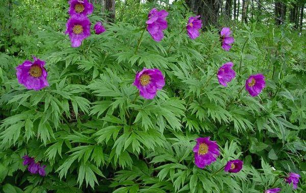 flores de peonía