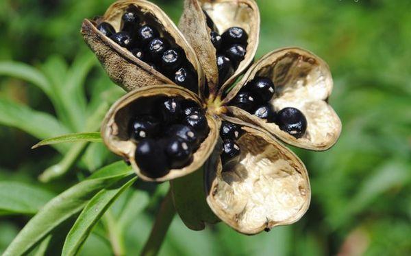 peony seeds