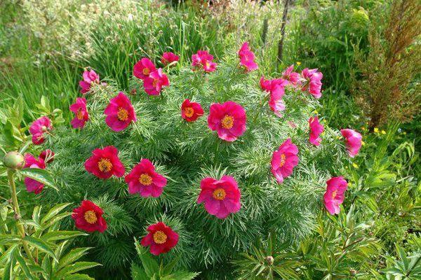 peonies in the garden